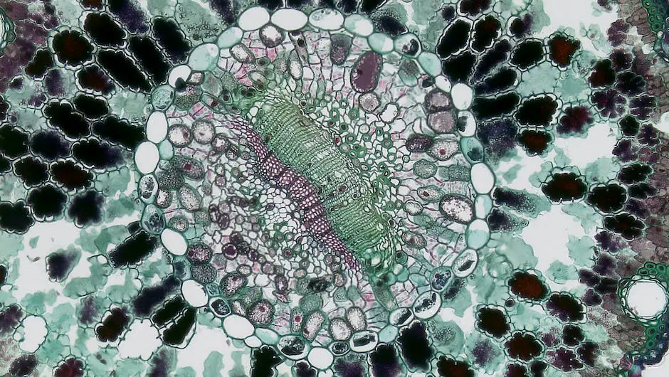 Image depicting the understanding of Basal Cell Carcinoma